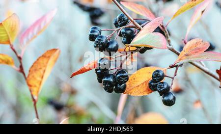 Frutti di chokeberry sul ramo del cespuglio, bacche di Aronia nel giardino d'autunno Foto Stock