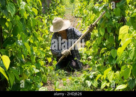 piantagione, coltivatore, Piper betle, piantagioni, coltivatori Foto Stock