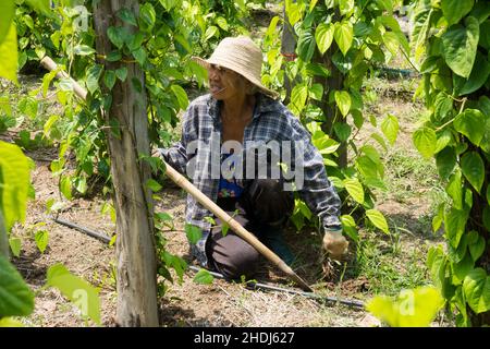 piantagione, coltivatore, Piper betle, piantagioni, coltivatori Foto Stock