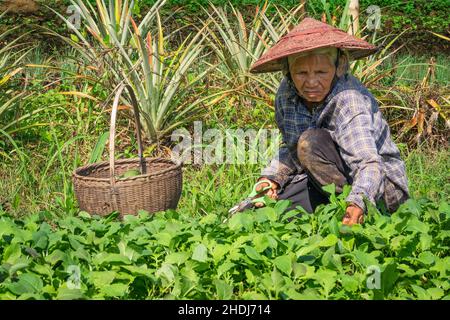 raccogliendo, giardino vegetale, asiatico, havester, giardini vegetali, asia, asiatici Foto Stock
