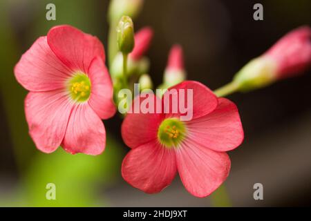 fiore, trifoglio a foglie, fiori, trifoglio a foglie Foto Stock