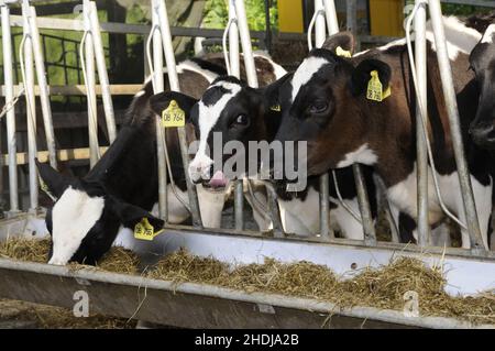 bestiame bovino, capannone di vacca, lattine, bestiame, cowsheds Foto Stock