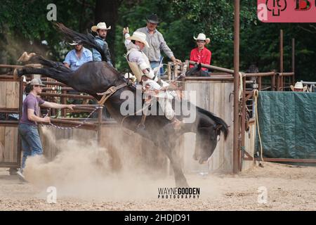 Rodeo Cowboy High Kicking Bareback Bronc in un polveroso Texas Day Foto Stock