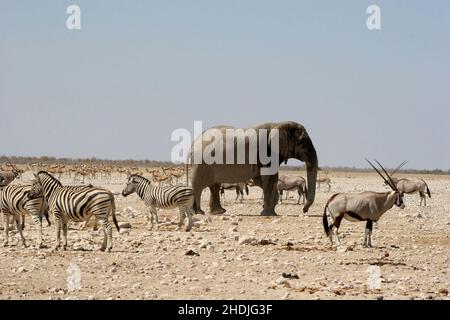 elefante, zebra pianure, orice, elefanti, zebre pianure, oryxs Foto Stock