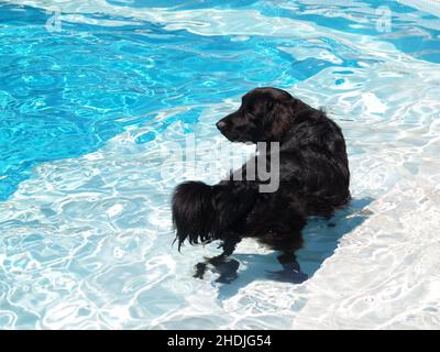 I cani e i cani Foto Stock