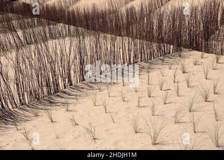 Dune di sabbia zona di conservazione con neopiantato europeo Grass Marram - Ammophila Arenaria crescente. Costa di Caparica, Almada vicino a Lisbona, Portogallo. Foto Stock