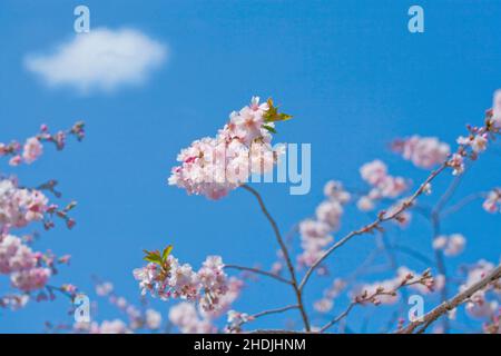 fiori di ciliegio, fiori di albero, fiori di ciliegio, fiori di ciliegio Foto Stock