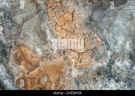 La superficie del legno è incrinato e ammuffito. Trama di un vecchio ceppo di albero con crepe profonde e nodi close-up Foto Stock