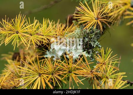 Primo piano di lichen che cresce sul ramo di un albero giapponese di larice Larix kaempferi in autunno a Westonbirt Arboretum, Gloucestershire, Regno Unito Foto Stock