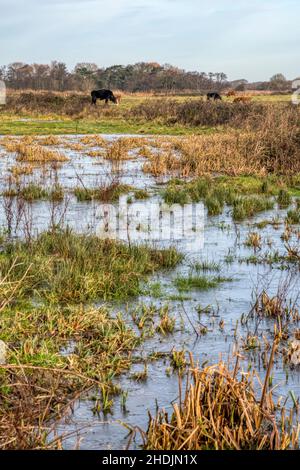 Bestiame su paludi pascolo a Ken Hill in Norfolk in una bella giornata nell'inverno 2022. Foto Stock