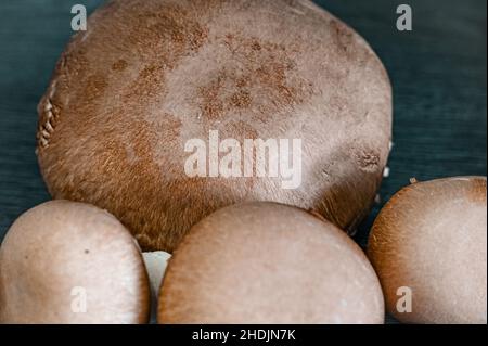 Funghi funghi coltivati funghi funghi funghi funghi Foto Stock