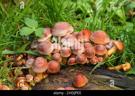 Primo piano di un grande grumo di funghi di tuft di zolfo che crescono sul terreno boschivo in autunno a Westonbirt Arboretum, Gloucestershire, Regno Unito Foto Stock