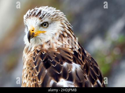 aquilone rosso, aquilone rosso Foto Stock