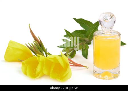 olio di enagra, olio di enagra Foto Stock
