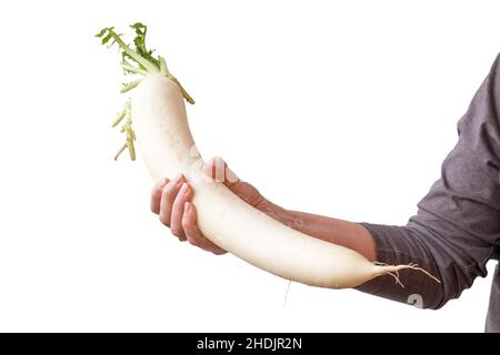 nero rotondo spagnolo Foto Stock