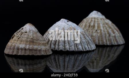 Primo piano di conchiglie naturali isolate su sfondo nero Foto Stock