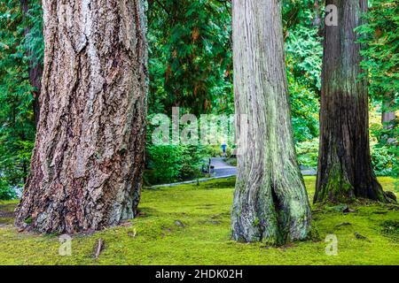 Grandi alberi; Portland Japanese Gardens; Portland; Oregon; USA Foto Stock