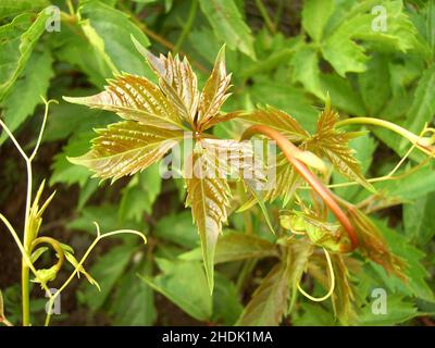 vino selvatico, vini selvatici Foto Stock