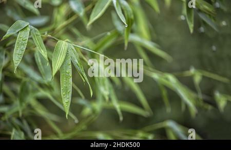 bambù, foglia, bambù, foglie Foto Stock