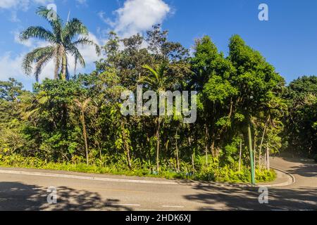 Giardini botanici sul monte Pico Isabel de Torres sopra Puerto Plata, Repubblica Dominicana Foto Stock