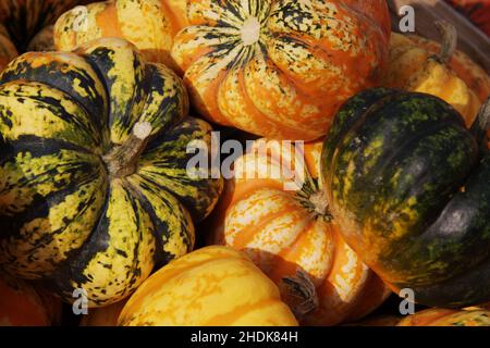 squash, raccolto, squash, raccolti Foto Stock