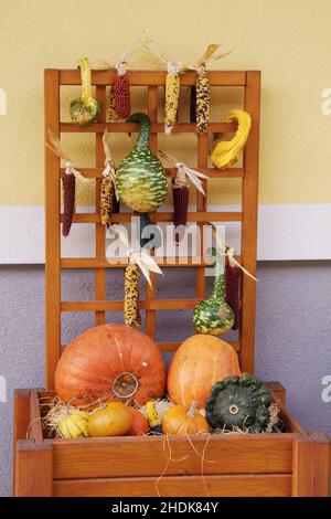 squash, presentazione, verdure, squash, presentazioni, vegetale Foto Stock