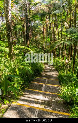 Percorso nei giardini botanici al monte Pico Isabel de Torres sopra Puerto Plata, Repubblica Dominicana Foto Stock