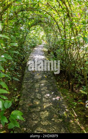 Percorso nei giardini botanici al monte Pico Isabel de Torres sopra Puerto Plata, Repubblica Dominicana Foto Stock