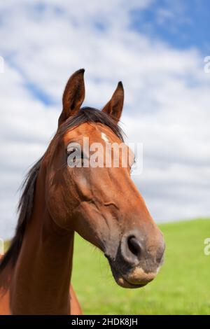 ritratto animale, cavallo, ritratti animali, cavalli Foto Stock