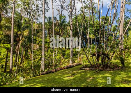 Giardini botanici sul monte Pico Isabel de Torres sopra Puerto Plata, Repubblica Dominicana Foto Stock