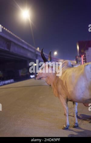 vita notturna, mucca, bestiame, india, delhi, incubi, feste, feste, feste, feste, mucche, cratles, bestiame, indiano, indias, delhis Foto Stock