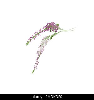 Acquerello fiori viola prato. Bouquet isolato su uno sfondo bianco Foto Stock