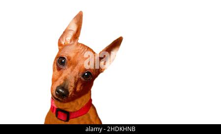 Ritratto di un affascinante cucciolo su sfondo bianco. L'aspetto curioso di un cucciolo. Piccolo cane dalle orecchie grandi. Un cane con uno sguardo interrogatorio. La museruola di un animale domestico. Isolare. Foto Stock