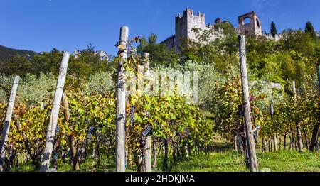 trentino, regione viticola, trentinos, regioni viticole Foto Stock