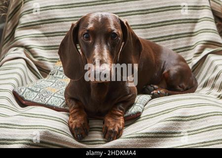 Il dachshund al cioccolato si trova in una poltrona su una coperta a righe. Foto Stock