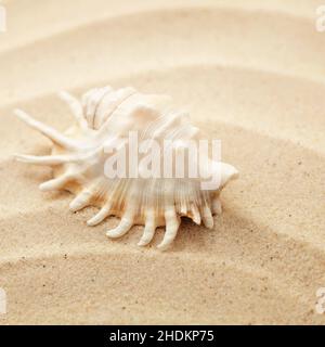 conchiglie, conchiglie Foto Stock