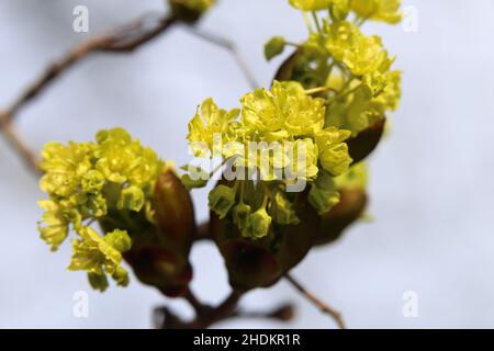 I platanoidi gialli Acer (metsävaahtera, con il piede di porco qui l’orecchio, qui l’orecchio) fioriscono in un primo piano. Fotografato durante una giornata di primavera soleggiata. Foto Stock