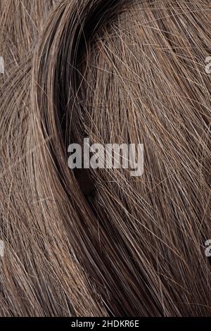 brunette, capelli, acconciatura, capelli umani, brunette, capelli, acconciature Foto Stock