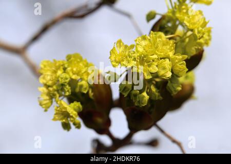 I platanoidi gialli Acer (metsävaahtera, con il piede di porco qui l’orecchio, qui l’orecchio) fioriscono in un primo piano. Fotografato durante una giornata di primavera soleggiata. Foto Stock