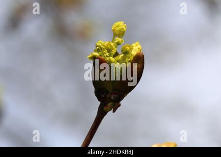 I platanoidi gialli Acer (metsävaahtera, con il piede di porco qui l’orecchio, qui l’orecchio) fioriscono in un primo piano. Fotografato durante una giornata di primavera soleggiata. Foto Stock