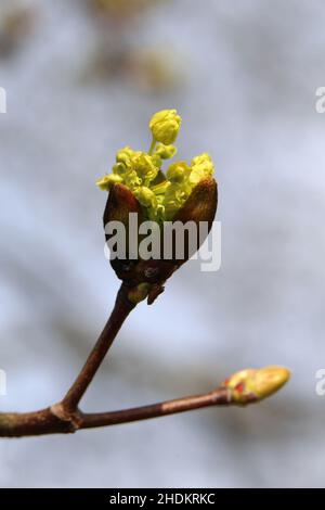 I platanoidi gialli Acer (metsävaahtera, con il piede di porco qui l’orecchio, qui l’orecchio) fioriscono in un primo piano. Fotografato durante una giornata di primavera soleggiata. Foto Stock