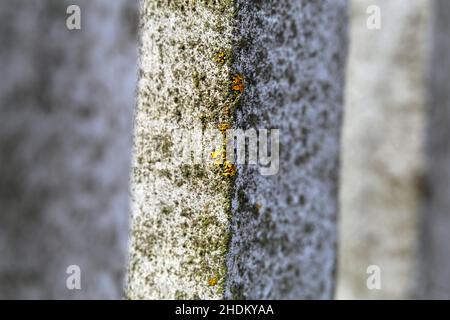 Primo piano immagine di colore di una recinzione di legno bianco con un po 'di muschio e lichene che crescono su di esso. La natura sta assumendo le strutture fabbricate. Foto Stock