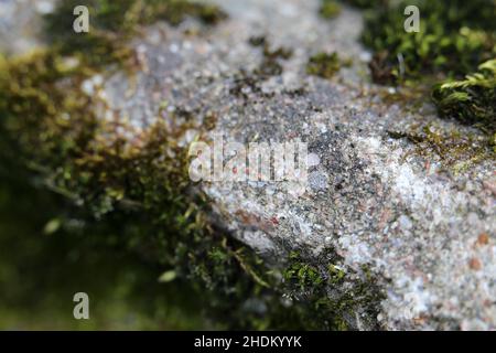 Primo piano di un po' di muschio verde su una roccia. La specie di muschio più diffusa in Finlandia, chiamata Seinäsammal (Pleurozium schreberi) e thermos di piume a stelo rosso. Foto Stock