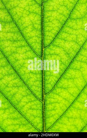 vena, foglia, vene, foglie Foto Stock
