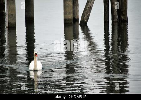 Un solo cigno nuota vicino alla riva del Lago di Bracciano, nella città di Trevignano Romano Foto Stock