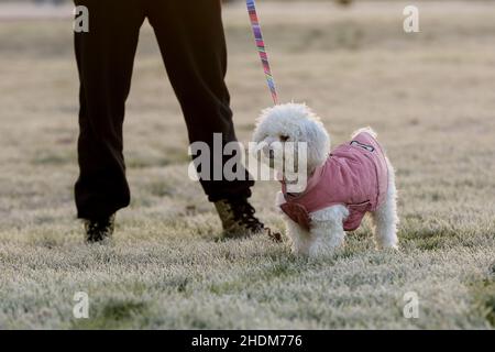 Londra, Regno Unito. 06th Jan 2022. Un cane visto in una mattinata gelida all'alba e con temperature sotto zero nella capitale. Credit: SOPA Images Limited/Alamy Live News Foto Stock