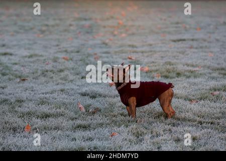 Londra, Regno Unito. 06th Jan 2022. Un cane visto in una mattinata gelida all'alba e con temperature sotto zero nella capitale. (Foto di Dinendra Haria/SOPA Images/Sipa USA) Credit: Sipa USA/Alamy Live News Foto Stock