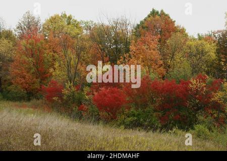 Foglie colorate caduta lungo Pleasand Valley Road vicino a Center City, Minnesota USA - 4 ottobre 2009 Foto Stock