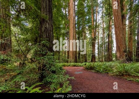 Attraversa Stout Memorial Grove nel parco statale Jedediah Smith Redwoods, nei parchi nazionali e statali di Redwood, California, USA Foto Stock