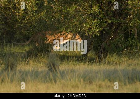 Lionessa (Panthera leo) sprintina dopo un piccolo gregge di Wildebeeste (Connochaetes taurinus) e Zebre che hanno intrappolato l'area chiamata 'cUL-d Foto Stock